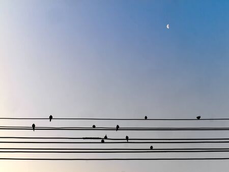Bird on wire and the moon in the skyの写真素材