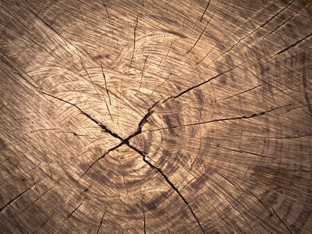 Texture of old brown Cut wood for web backgroundの写真素材