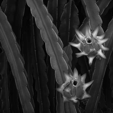 Black and white of two Dragon fruitの写真素材