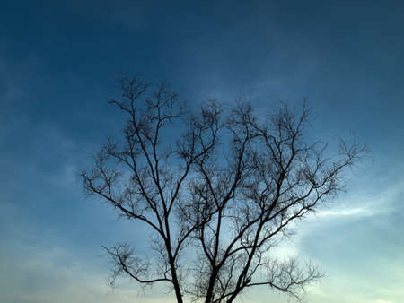 Silhouette Dry tree with blue sky and cloud Horizontalの写真素材