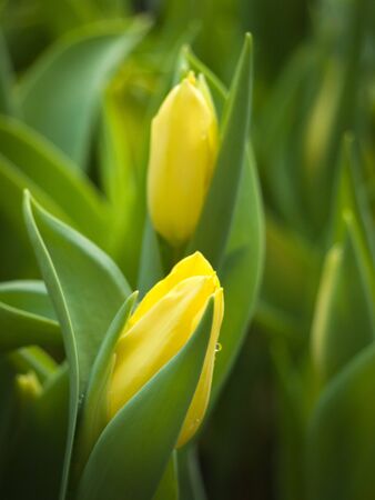 Mild two yellow tulip and green leafの写真素材