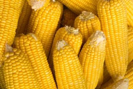 Group of Yellow Raw Corn Prepared to cookの写真素材