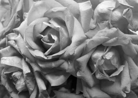 Texture of Black and white Roses With top Lightの写真素材