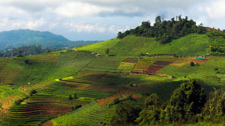 Green Terraced rice fields on mountain in Thailandの写真素材