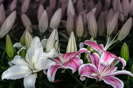 White and Pink Lily FLower and many bud in backの写真素材
