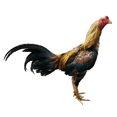 Thai Fighting Chickenの写真素材