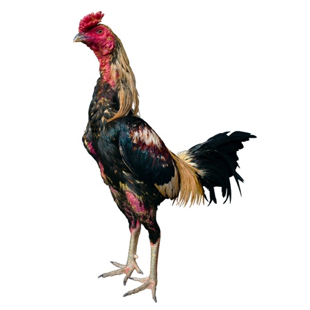 Thai Fighting Cock Stand Front Isolated on White Background With Pathの写真素材