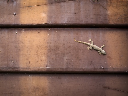 Lizard perched on old dark brown wooden wallの写真素材