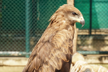 head hawkの写真素材