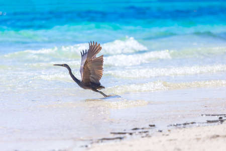 Beautiful Bird in the White sand beach in  Krabi  Thailandの写真素材