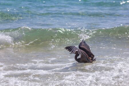 Beautiful Bird in the White sand beach in  Krabi  Thailandの写真素材