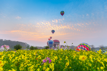hot air balloons flying over Flower field with sunrise at Chiang Rai Province, Thailandの写真素材