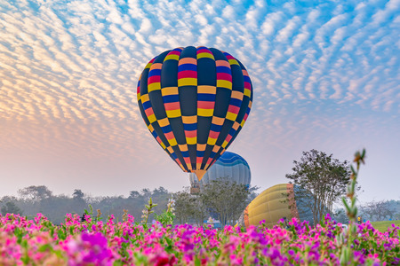 hot air balloons flying over Flower field with sunrise at Chiang Rai Province, Thailandの写真素材