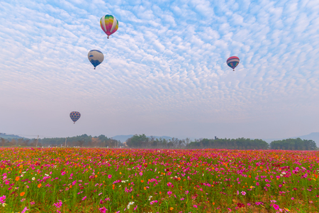 hot air balloons flying over Flower field with sunrise at Chiang Rai Province, Thailandの写真素材