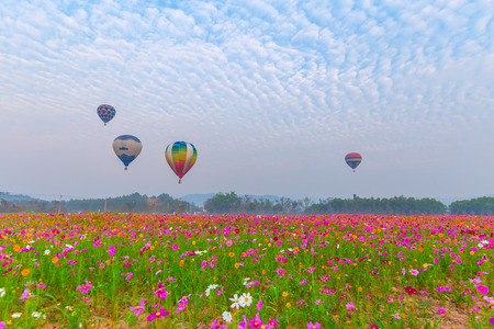 hot air balloons flying over Flower field with sunrise at Chiang Rai Province, Thailandの写真素材