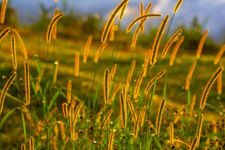 Grass flowers and sunlight in the morning in Phu Tubberk, Thailand