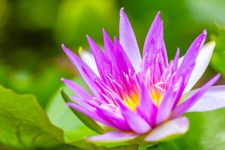 lotus flower or water lily,Soft focus,の写真素材