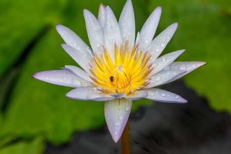 lotus flower or water lily,Soft focus,の写真素材