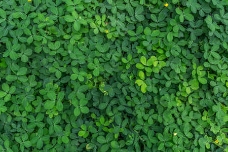 Green  Leaves Background  in garden,Chiangmai , Thailand,Choose soft focus,の写真素材