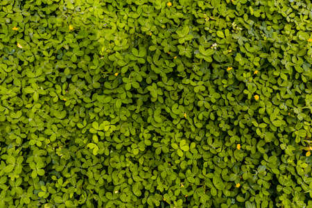 Green  Leaves Background  in garden,Chiangmai , Thailand,Choose soft focus,