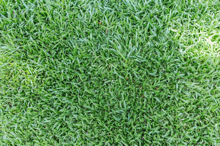 Green  Leaves Background  in garden,Chiangmai , Thailand,Choose soft focus,の写真素材