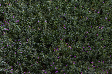 Green  Leaves Background  in garden,Chiangmai , Thailand,Choose soft focus,の写真素材