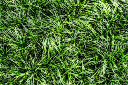 Green  Leaves Background  in garden,Chiangmai , Thailand,Choose soft focus,の写真素材