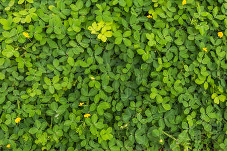 Green  Leaves Background  in garden,Chiangmai , Thailand,Choose soft focus,の写真素材
