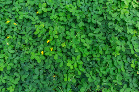 Green  Leaves Background  in garden,Chiangmai , Thailand,Choose soft focus,の写真素材