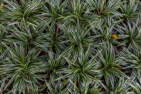 Green  Leaves Background  in garden,Chiangmai , Thailand,Choose soft focus,の写真素材