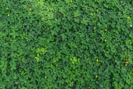 Green  Leaves Background  in garden,Chiangmai , Thailand,Choose soft focus,の写真素材