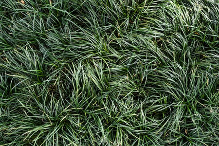 Green  Leaves Background  in garden,Chiangmai , Thailand,Choose soft focus,の写真素材