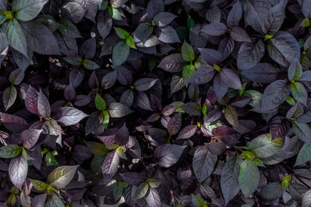 Green  Leaves Background  in garden,Chiangmai , Thailand,Choose soft focus,の写真素材