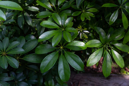 Green  Leaves Background  in garden,Chiangmai , Thailand,Choose soft focus,の写真素材