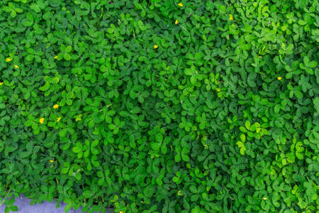 Green  Leaves Background  in garden,Chiangmai , Thailand,Choose soft focus,の写真素材