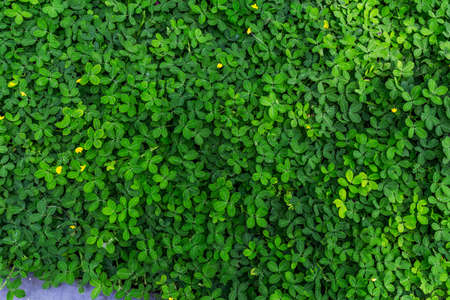 Green  Leaves Background  in garden,Chiangmai , Thailand,Choose soft focus,の写真素材
