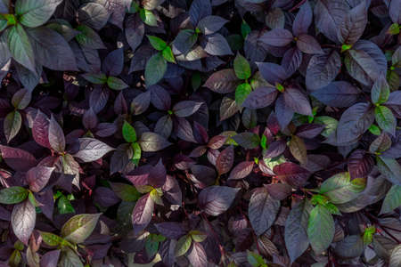 Green  Leaves Background  in garden,Chiangmai , Thailand,Choose soft focus,の写真素材