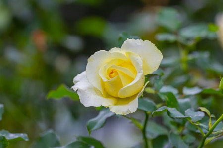 Rose in the gardenÂ at Khun Wang ,Chiang Mai, Thailand,Choose soft focus,の写真素材