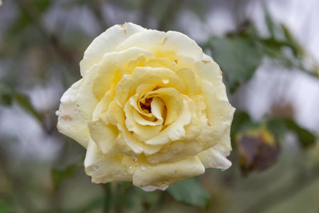 Rose in the gardenÂ at Khun Wang ,Chiang Mai, Thailand,Choose soft focus,の写真素材