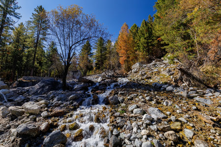 Mountain stream in the autumn forest. Altai, Siberia, Russiaの写真素材
