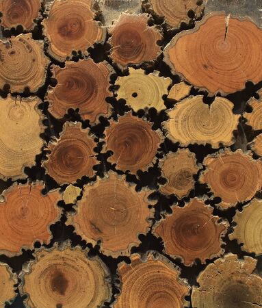 cross section of a tree with tree ringsの写真素材
