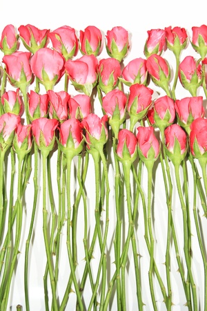 Roses of Romanceの写真素材