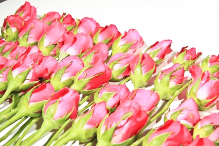 Roses of Romanceの写真素材