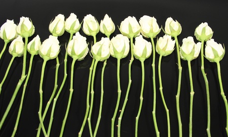 Roses of Romanceの写真素材