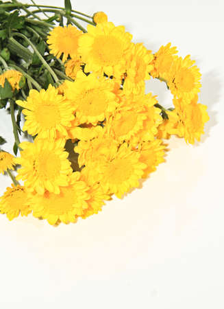 This photo is Close-up Flower isolatedの写真素材