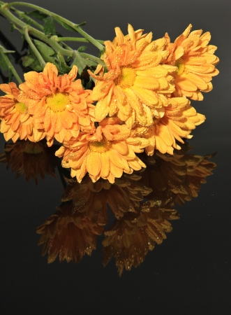 This photo is Close-up Flower isolatedの写真素材