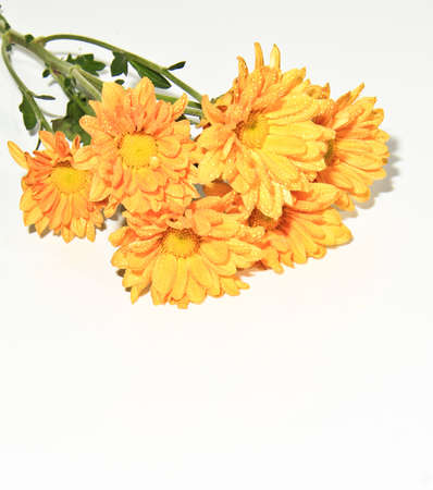 This photo is Close-up Flower isolatedの写真素材