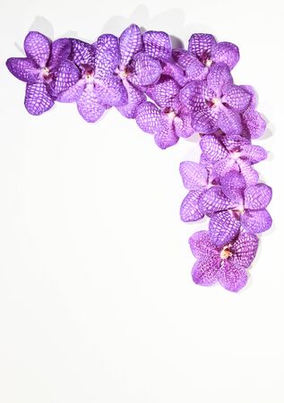 A beautiful orchidの写真素材