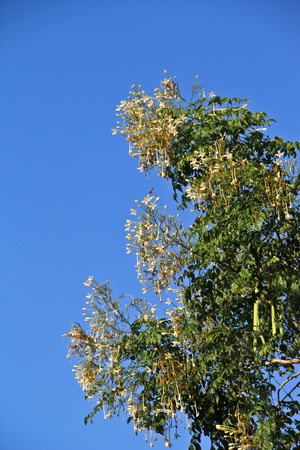 Flower on the treeの写真素材