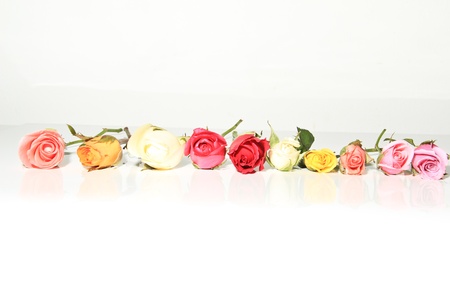 Roses of Romanceの写真素材